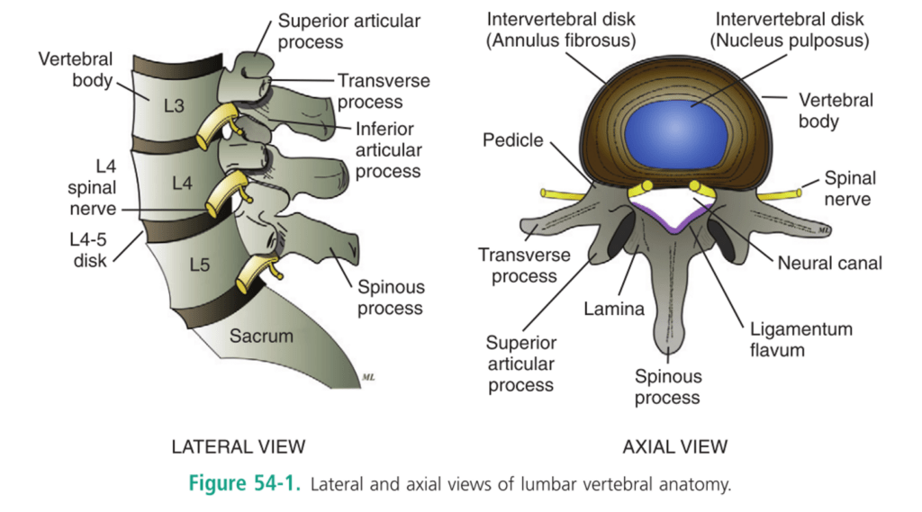 Neck Dermatome Mapcrackcast E043 Spinal Injuries Canadiem