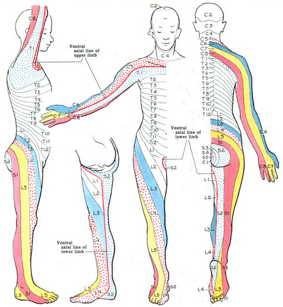 Dermatome Nerve Map