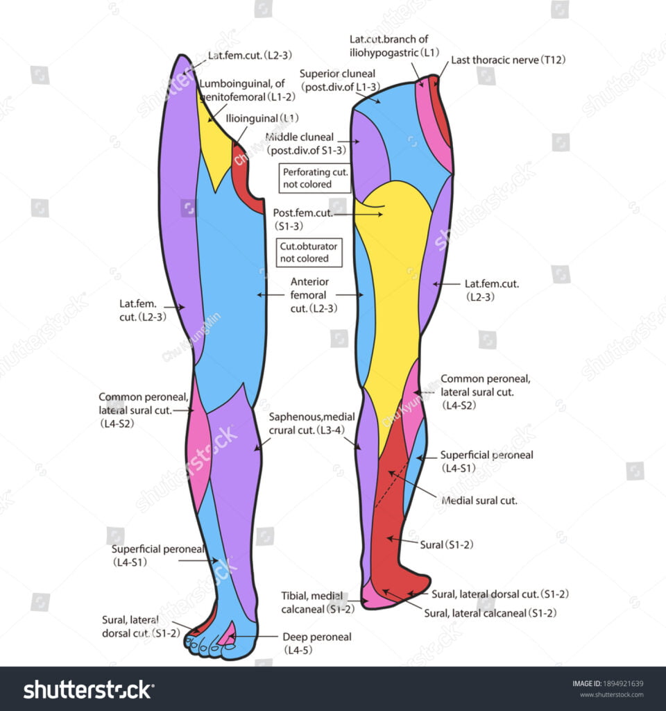 Dermatome Map Leg And Footdermatome Legs The Skin And Wellness Center