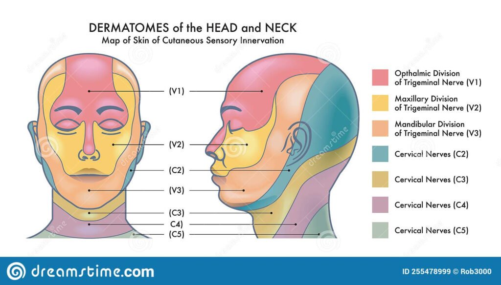 Dermatome Map Faceanatomy Dermatomes Of The Face Image