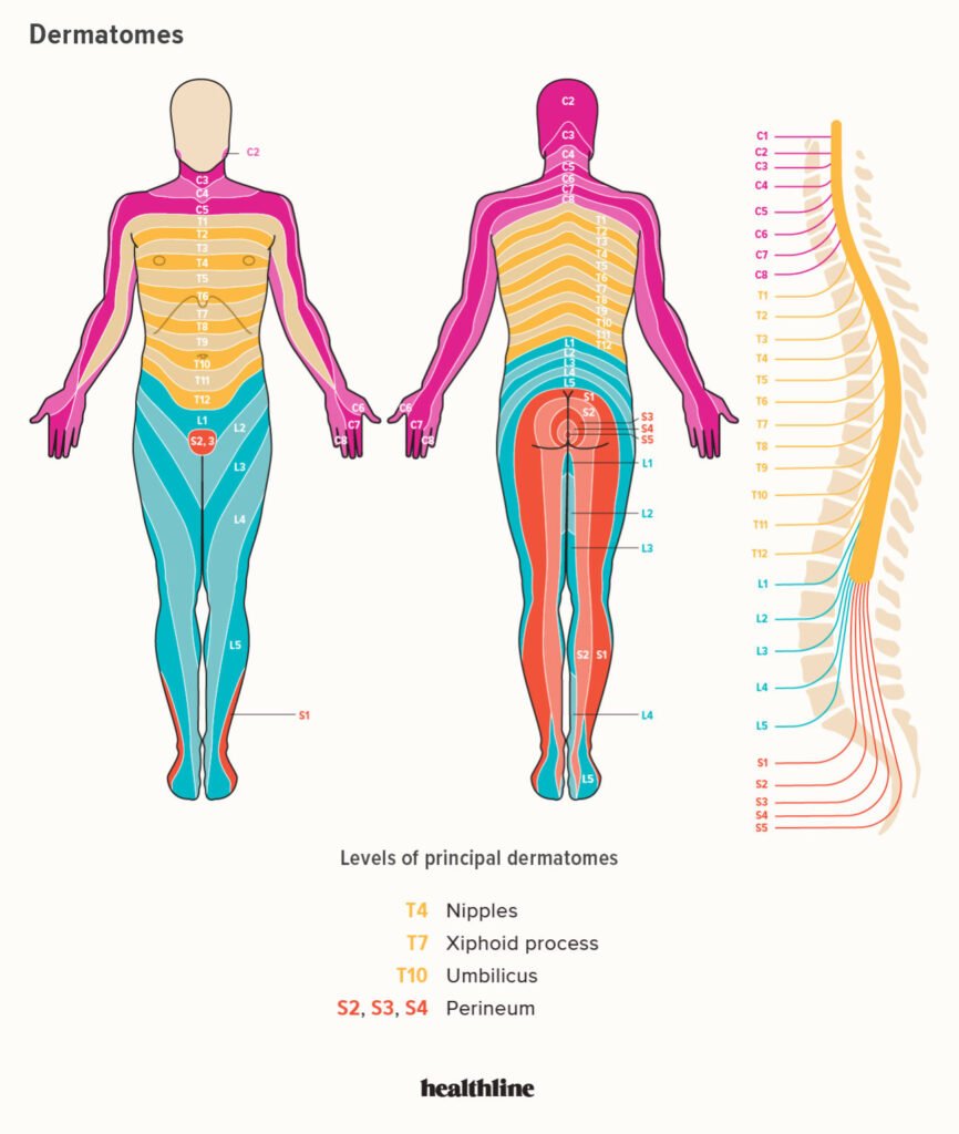 Dermatome Map Of Bodycervical Lumbar Dermatomes Map Of Upper Lower Body Leg Limbs Head