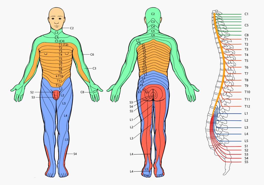 Dermatomes Chart Back