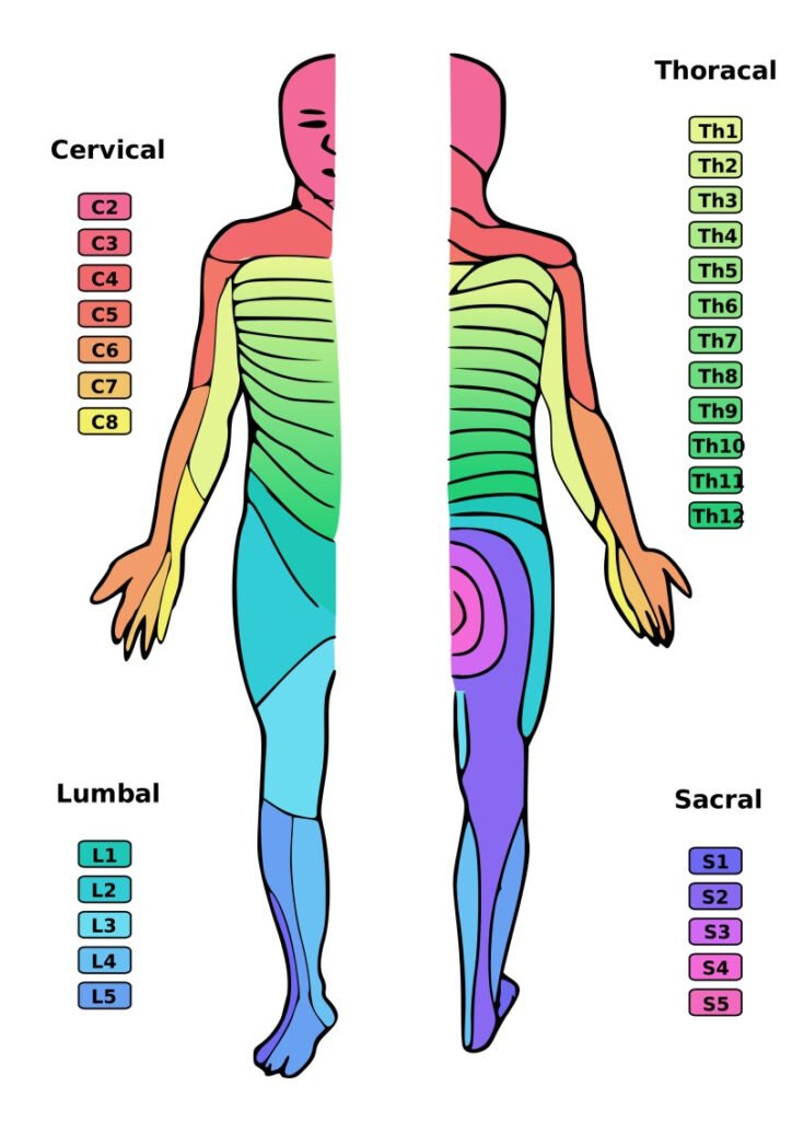 Dermatome Map Or Chartdermatomes Definition Chart And Diagram