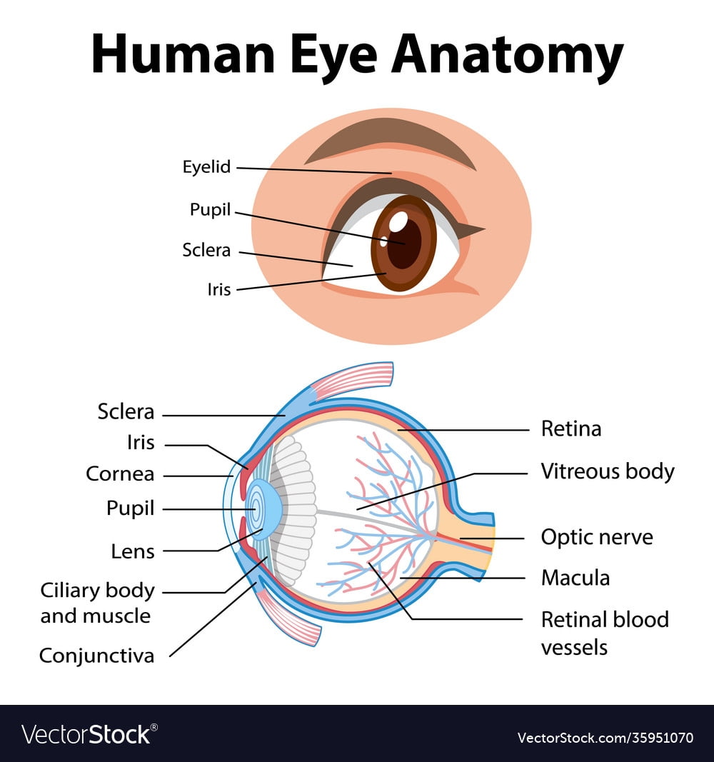 Printable Eye Anatomy Diagram