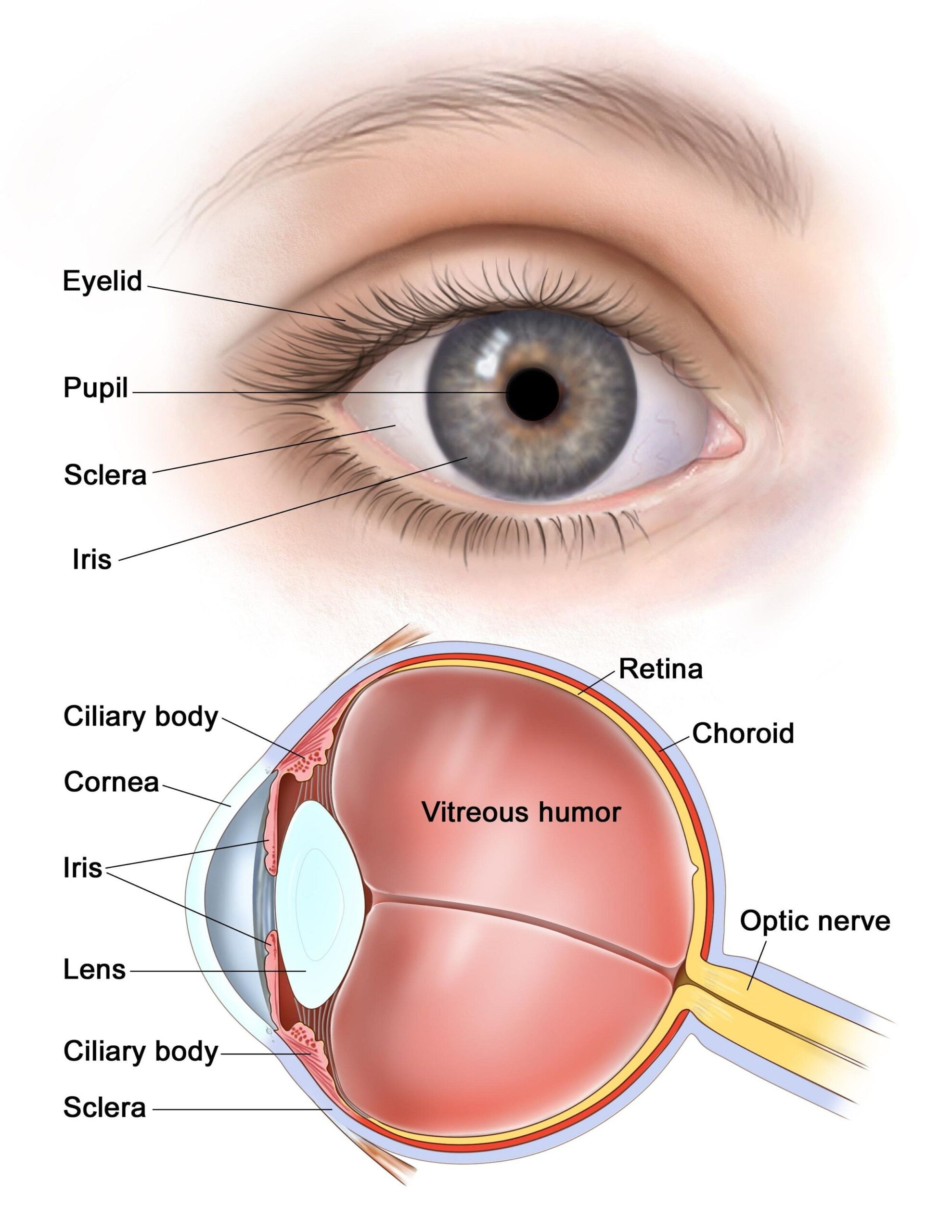 Printable Eye Anatomy Diagram