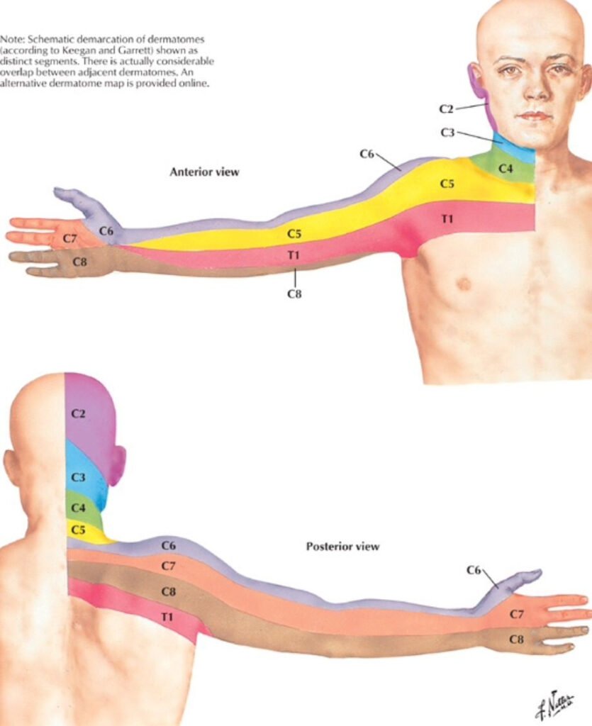 Cervical Spine Dermatome Mapdermatome Distribution For The Cervical Spine Netter Muscle Anatomy