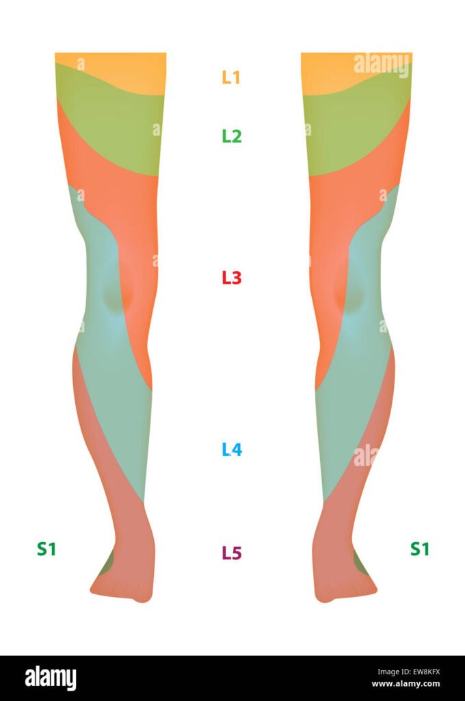 Dermatome Map Of Lower Extremitydermatome Map Of The Lower Limb Stock Photo Alamy
