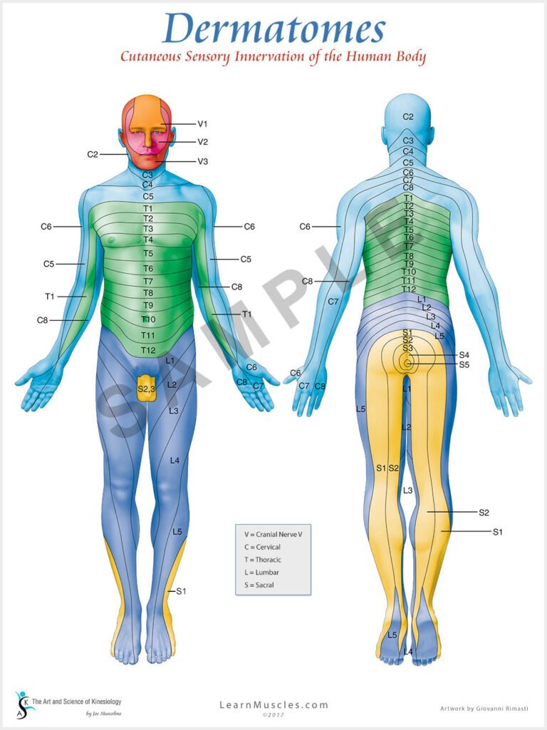 Dermatome Map Quizanterior View Of The Foerster Dermatome Map Quiz