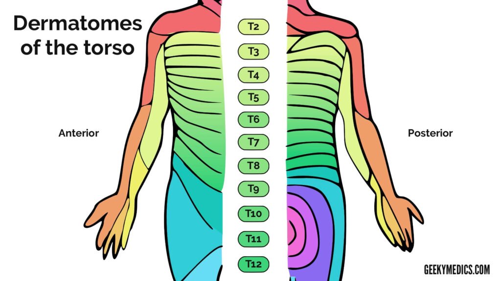 T4 Dermatome Mapdermatomes And Myotomes Upper Lower Limb How To Relief