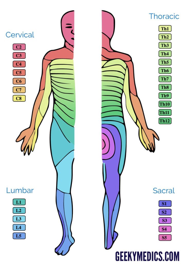 Cervical Spine Dermatome Mapdermatomes Definition Chart And Diagram