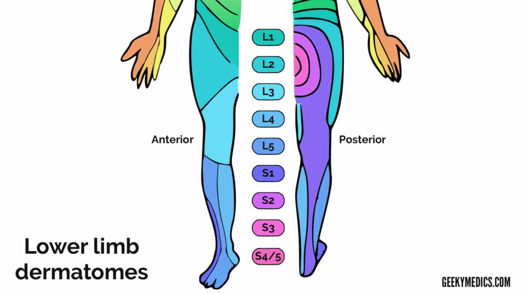 Dermatome Chart Foot