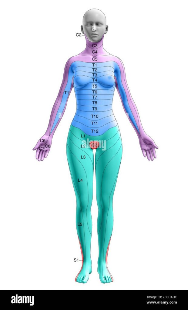 Dermatome Map Female