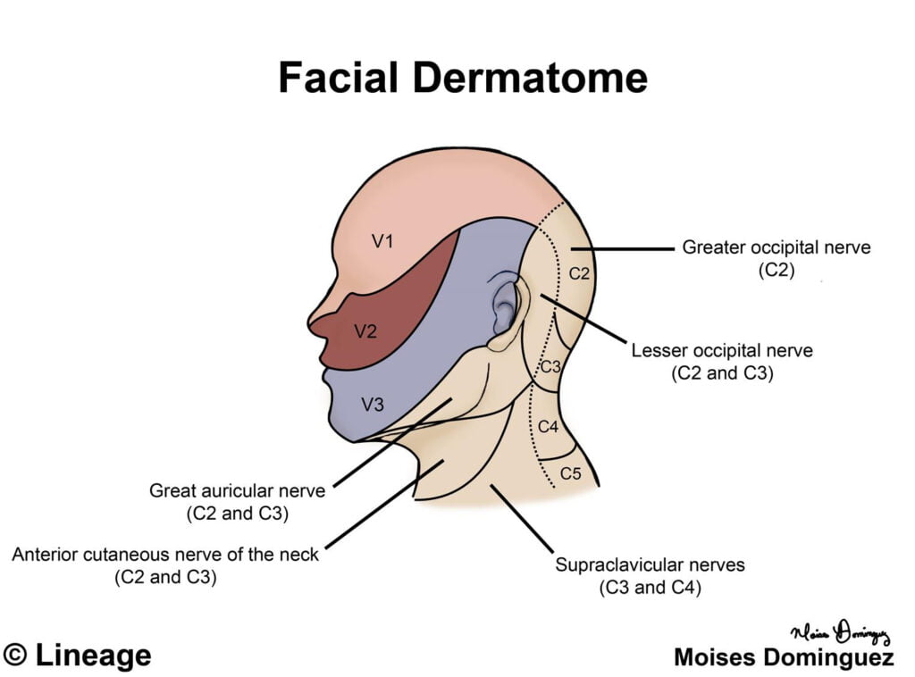 Dermatomes Chart Face And Scalp