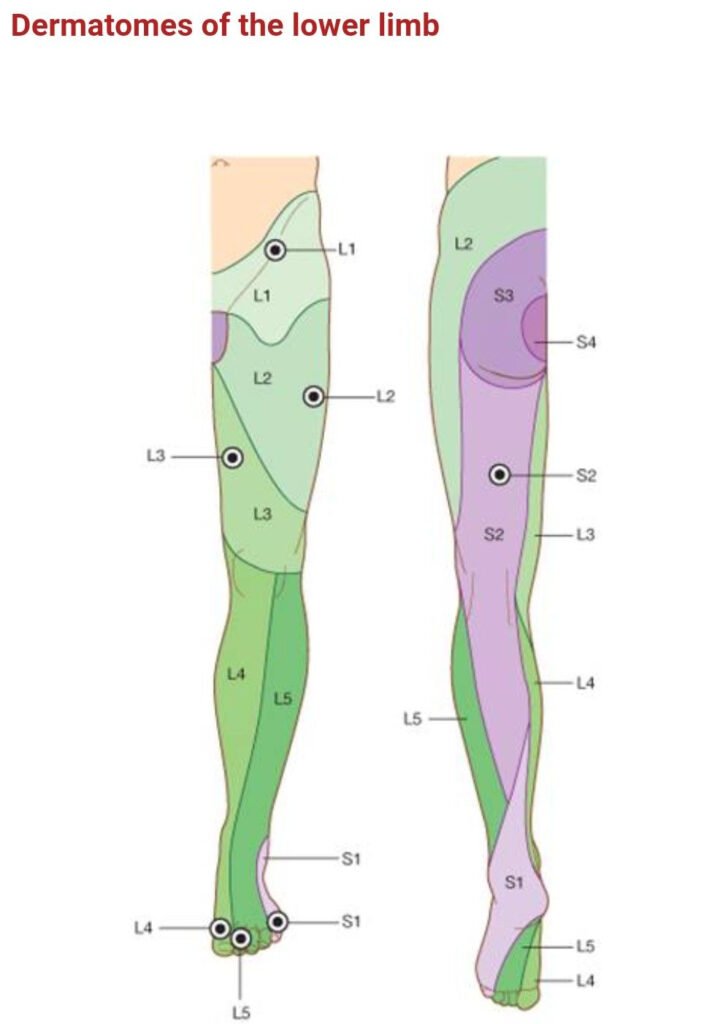 Dermatome Map Of Lower Extremitydermatomes Of Lower Limb Great Toe L4 Reflexology Physical