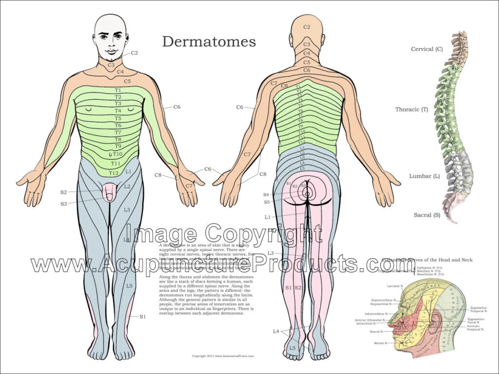 Dermatome Mapdermatome Chart With Symptoms Inside Printable Dermatome Map