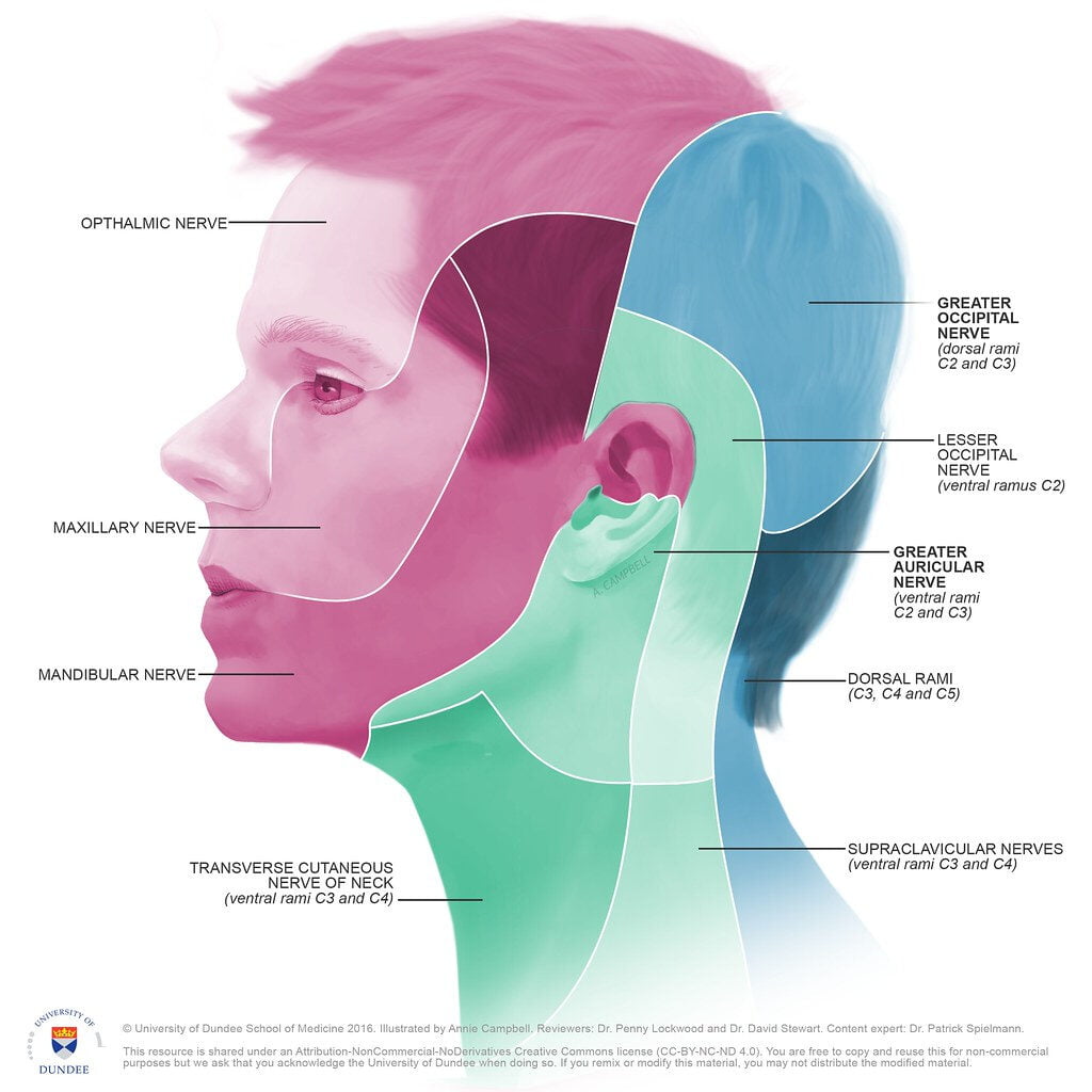 Dermatome Map Facedermatome Map Of Head By Annie Campbell University Of Du Flickr