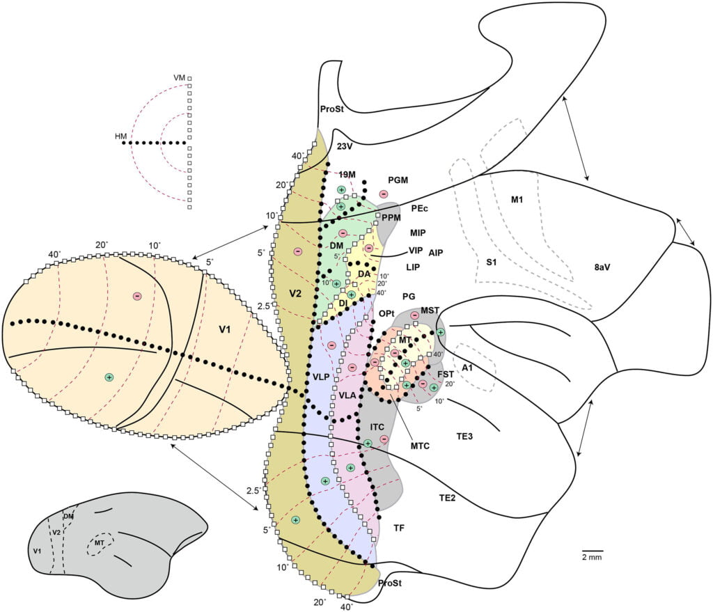 Dermatome Map Mnemonichd Wallpapers Printable Dermatome Chart Hd87love Cf Printable