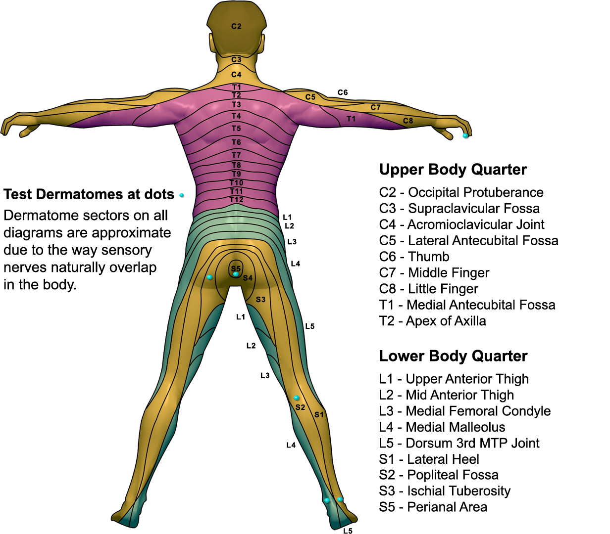 Posterior Dermatome Map Qxmd Printable Lab