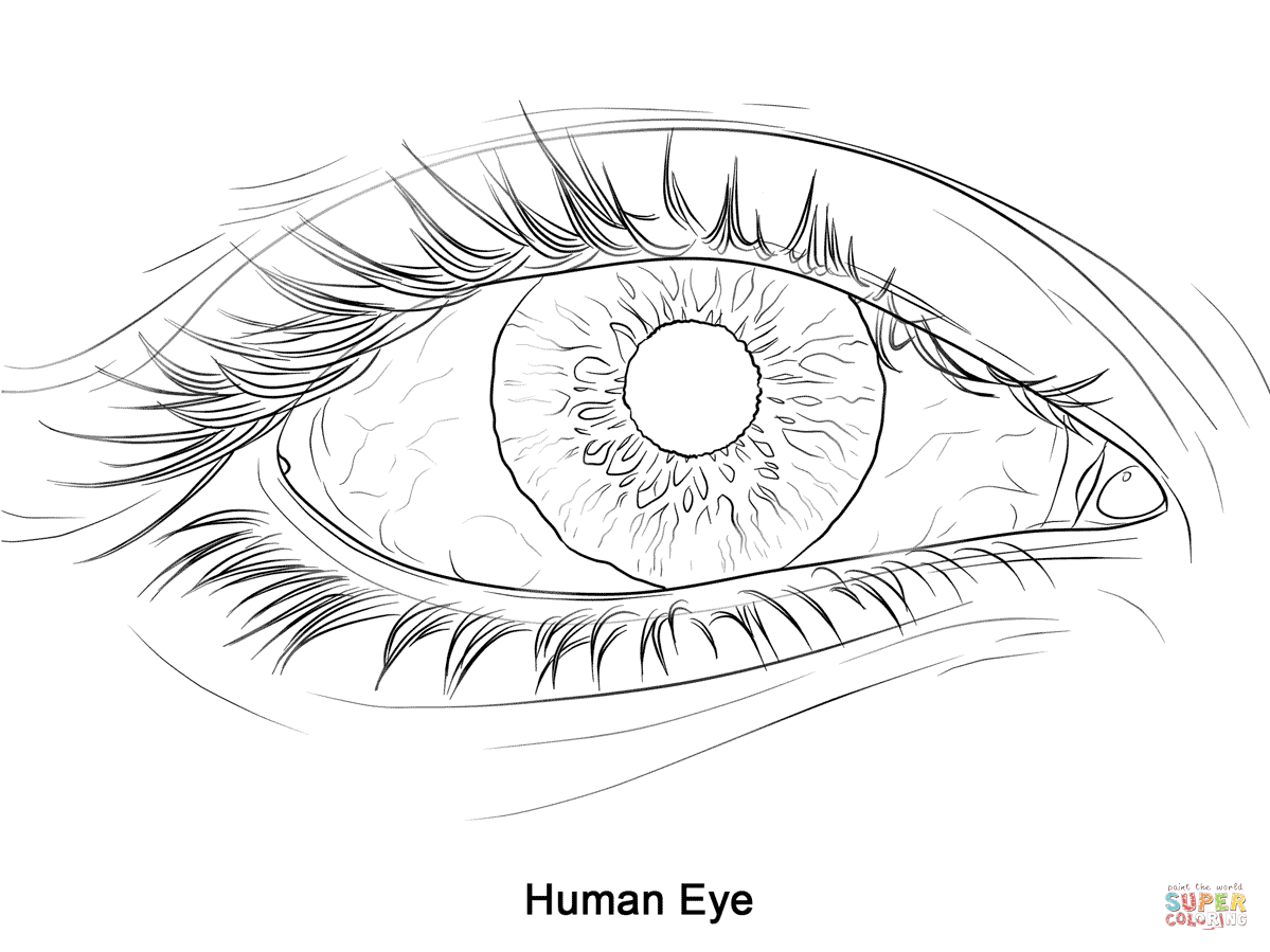 Printable Eyes Coloring Pages